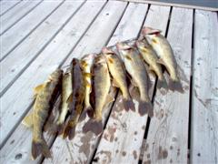 http://www.southshorecabins.com/media/fish/large%20stringer%20of%20walleye%20caught%20on%20the%20Cisco%20Chain%20of%20Lakes.JPG